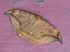 Drepana curvatula